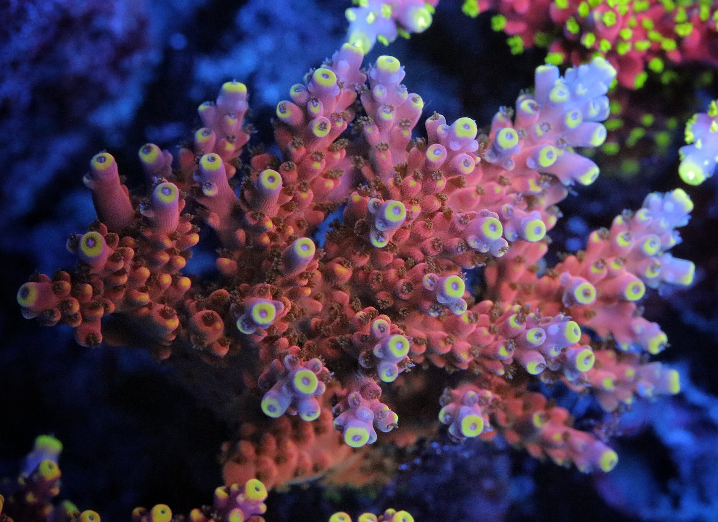 RMF Candyland Acropora