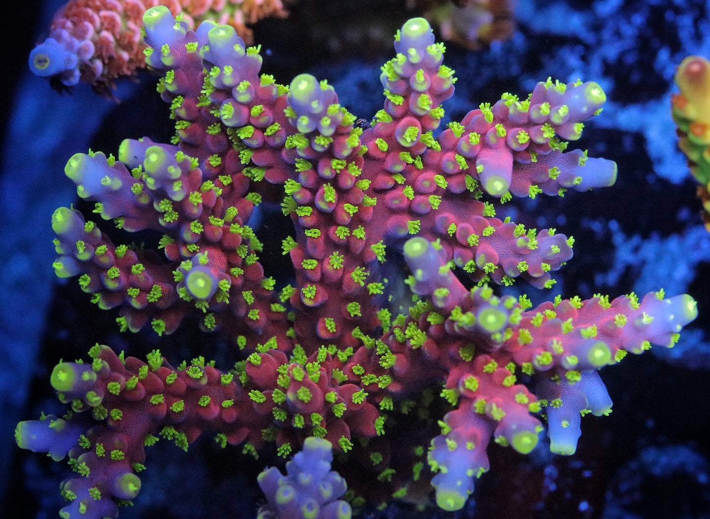 RR Firecracker Acropora