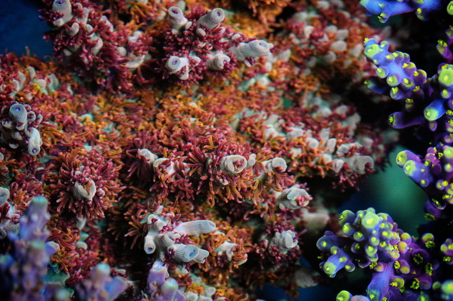 RMF Red Devil Nasuta