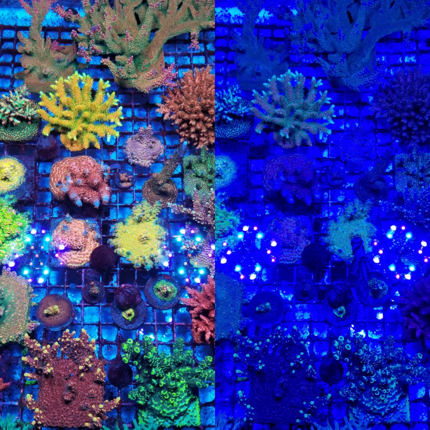 *Pirates Reef Corals Blue Filter Glasses*