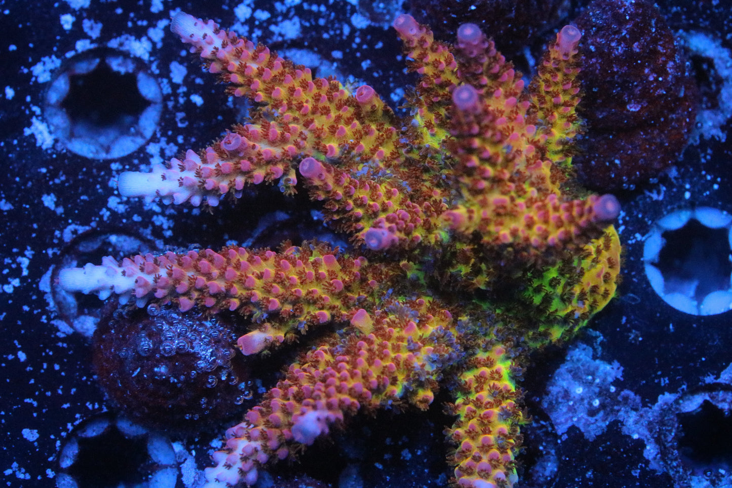PC Rainbow Acropora