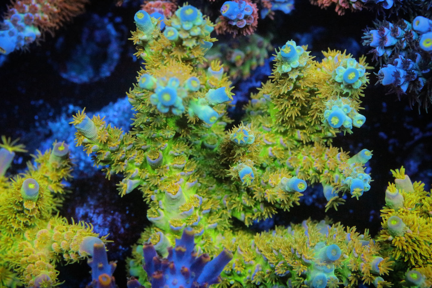 SC Orange Passion Tenuis