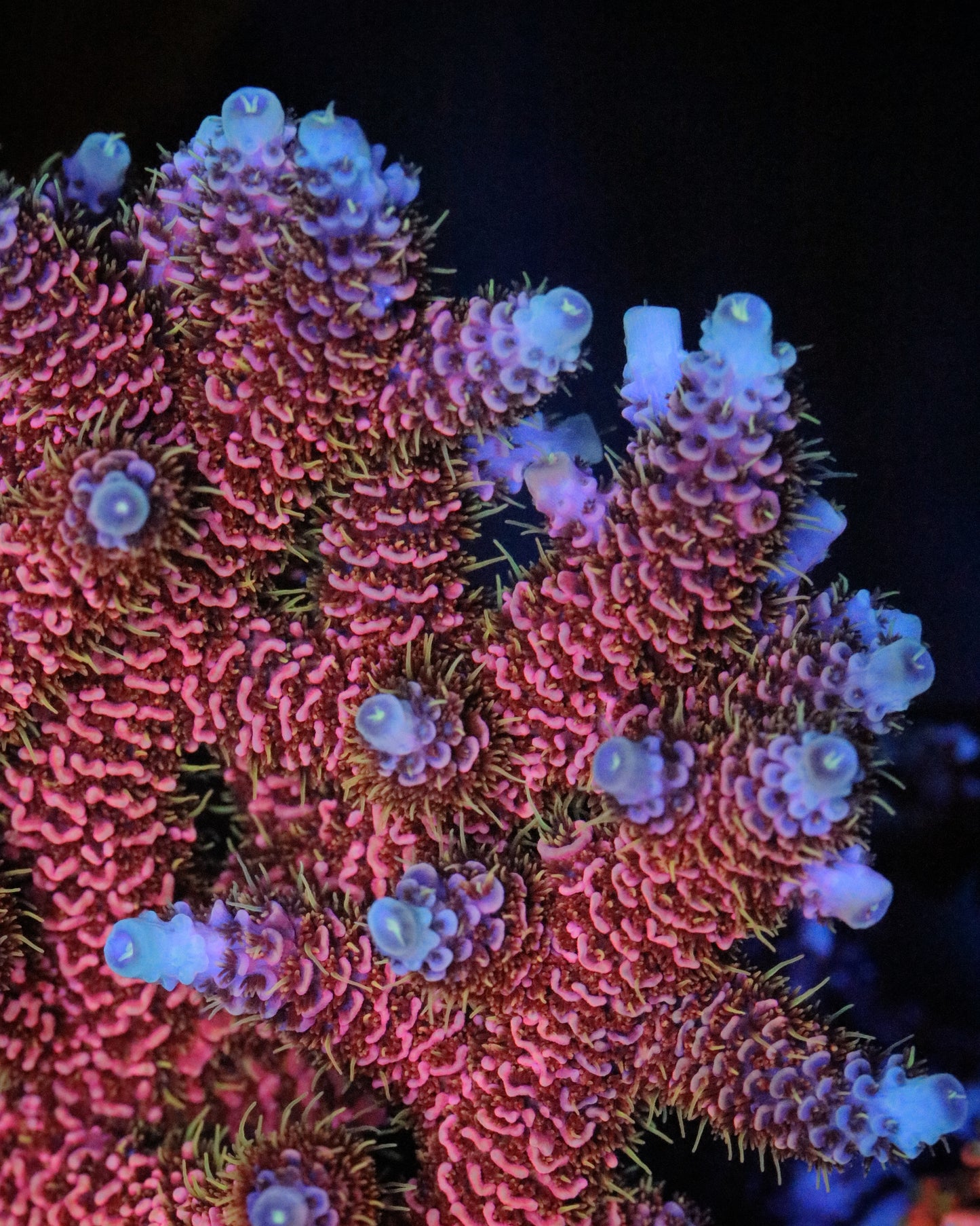 CC Bahama Mama Millepora