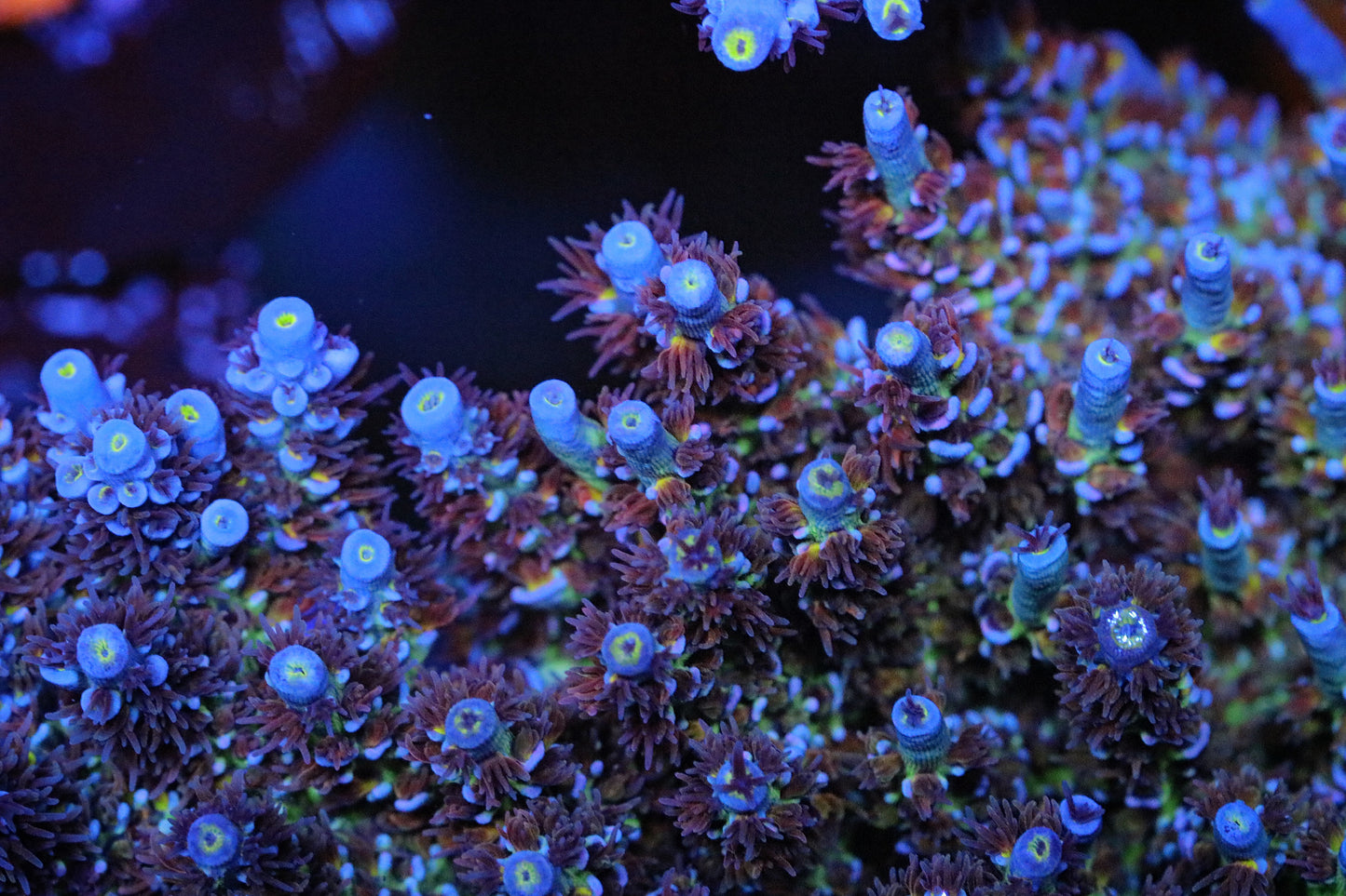 RR Lady in Pink Tenuis