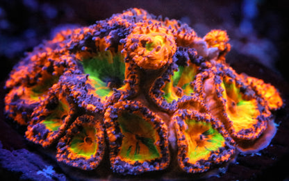 Pirates Reef Corals Rainbow Blastos