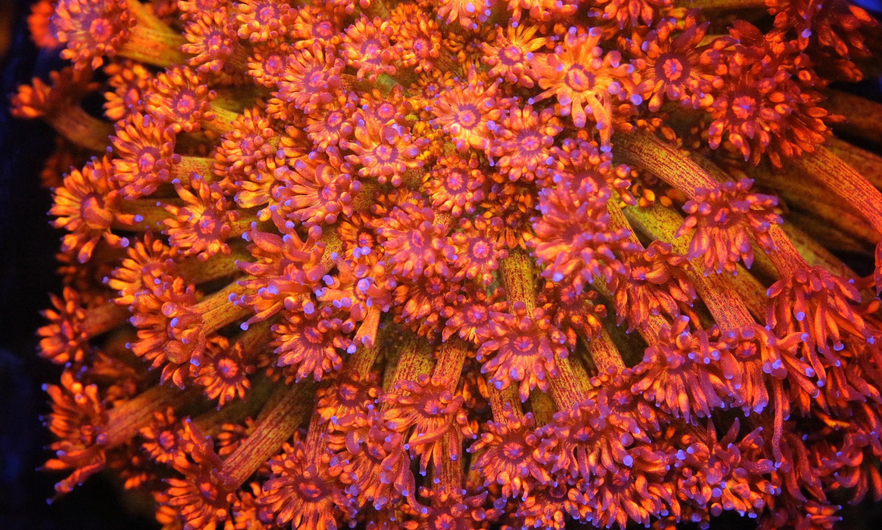 UC AmazeBalls Goniopora Pirates Reef Corals