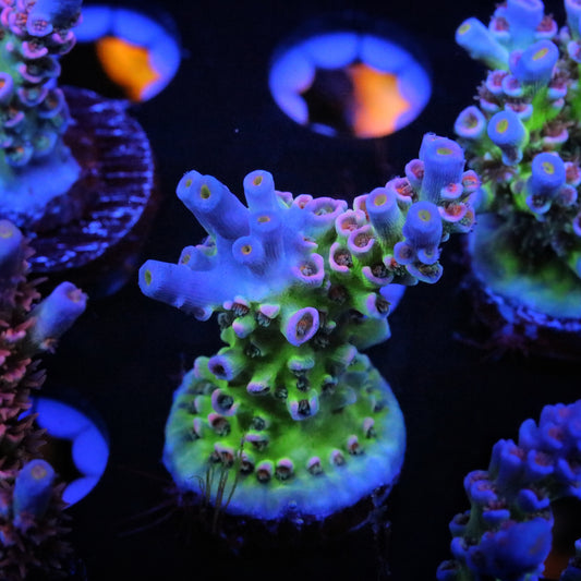 CC Pink Highlighter 2