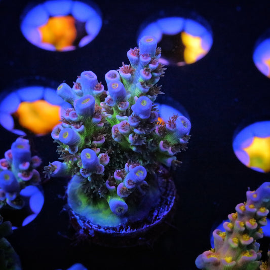 CC Pink Highlighter 3 XL