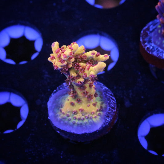 Pink Lemonade 1
