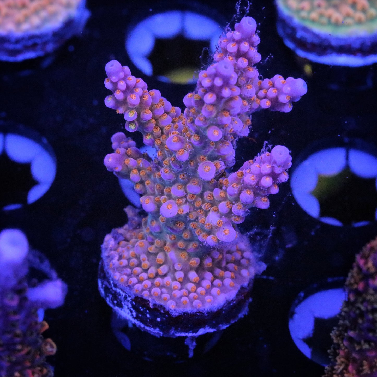 PRC Blue Dreams 2