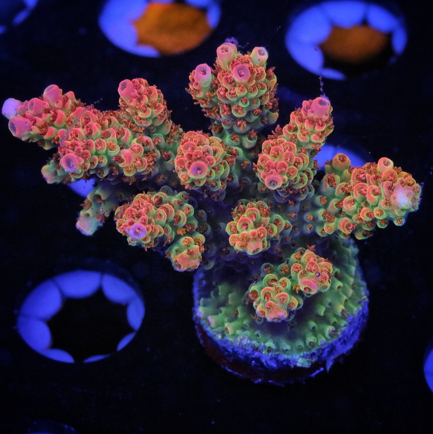 WWC Hyperpink 1