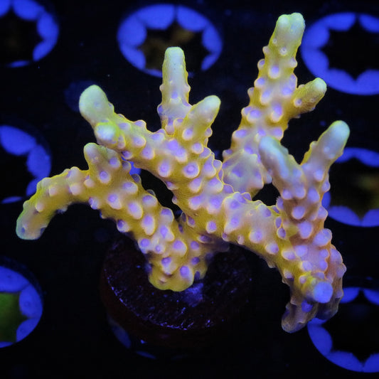 RRC Golden Rod 1
