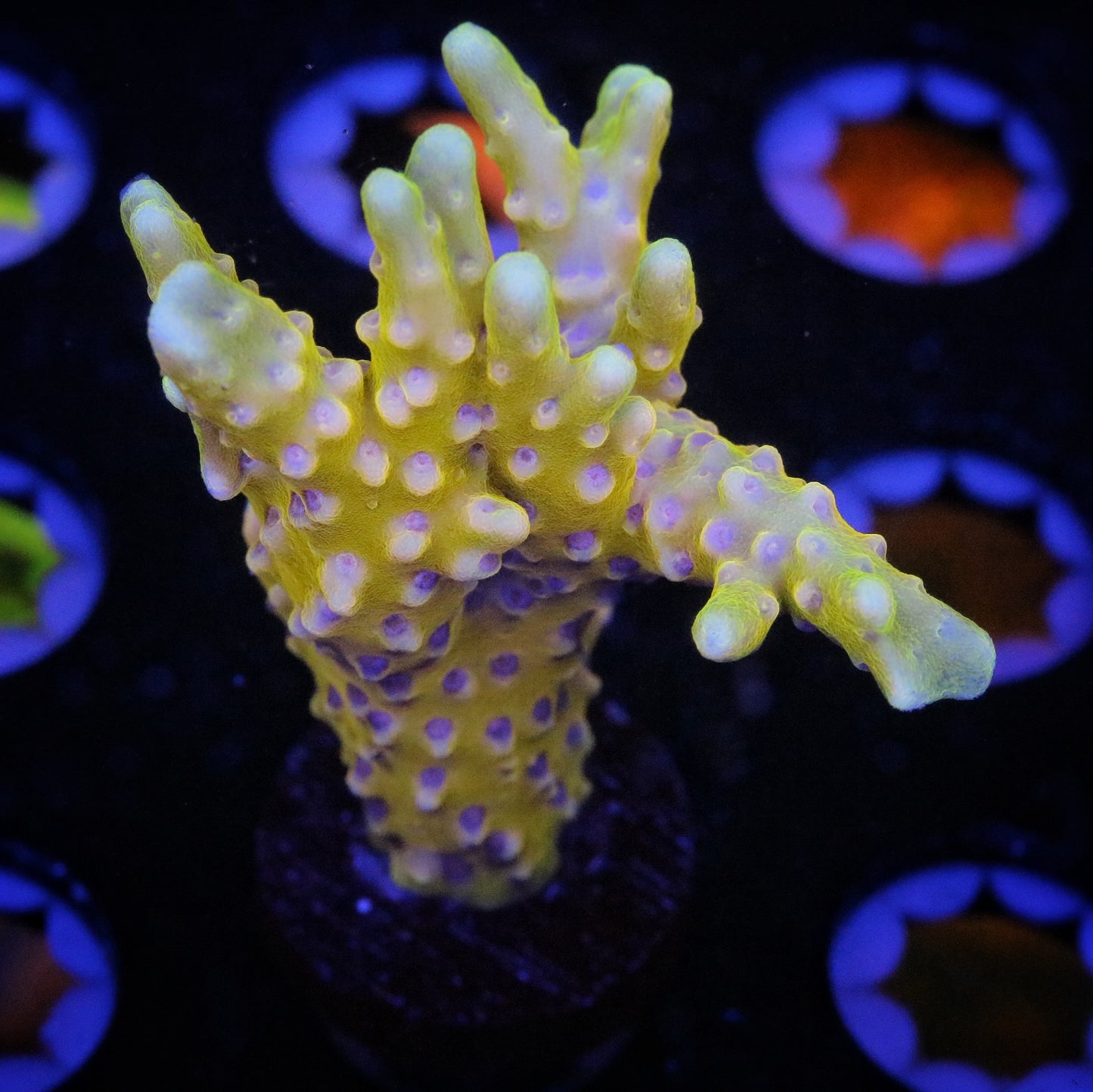RRC Golden Rod 2