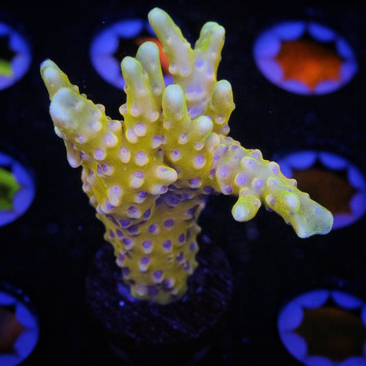 RRC Golden Rod 2