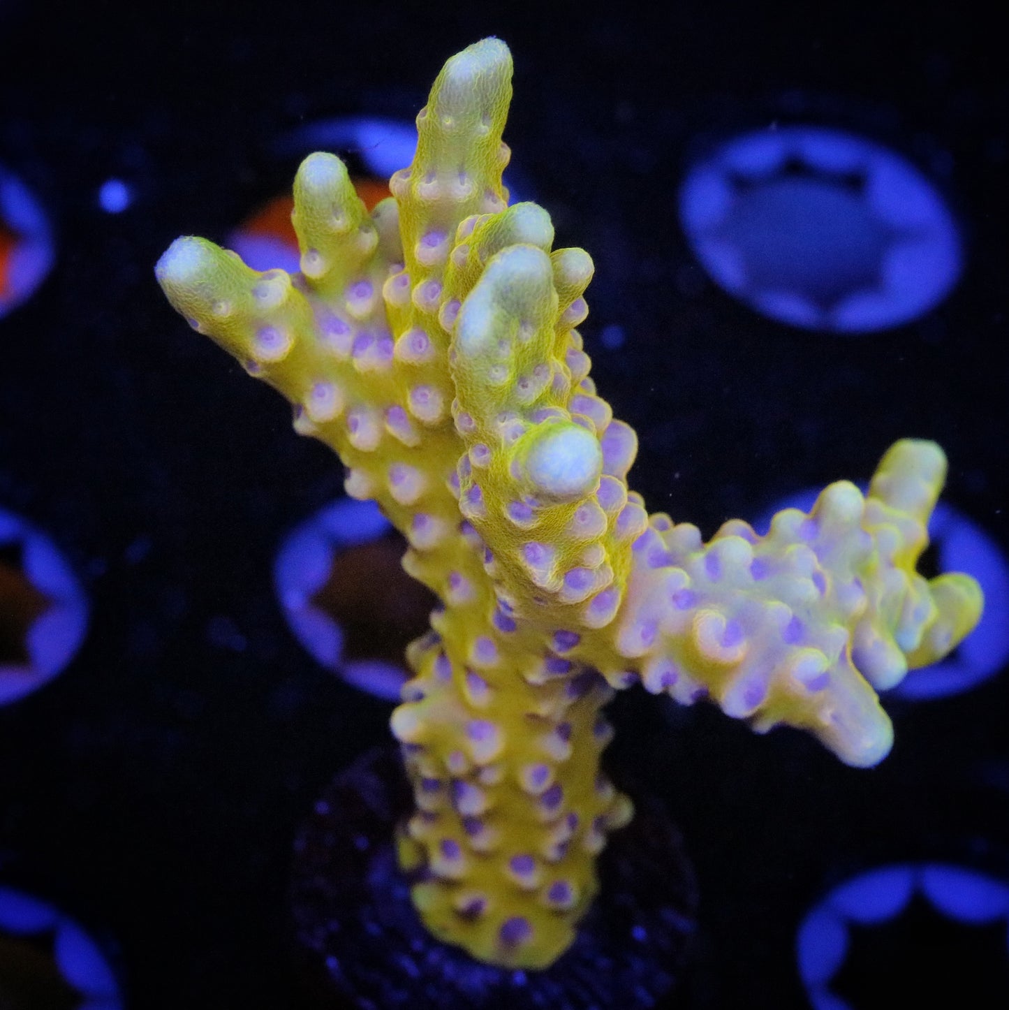 RRC Golden Rod 3