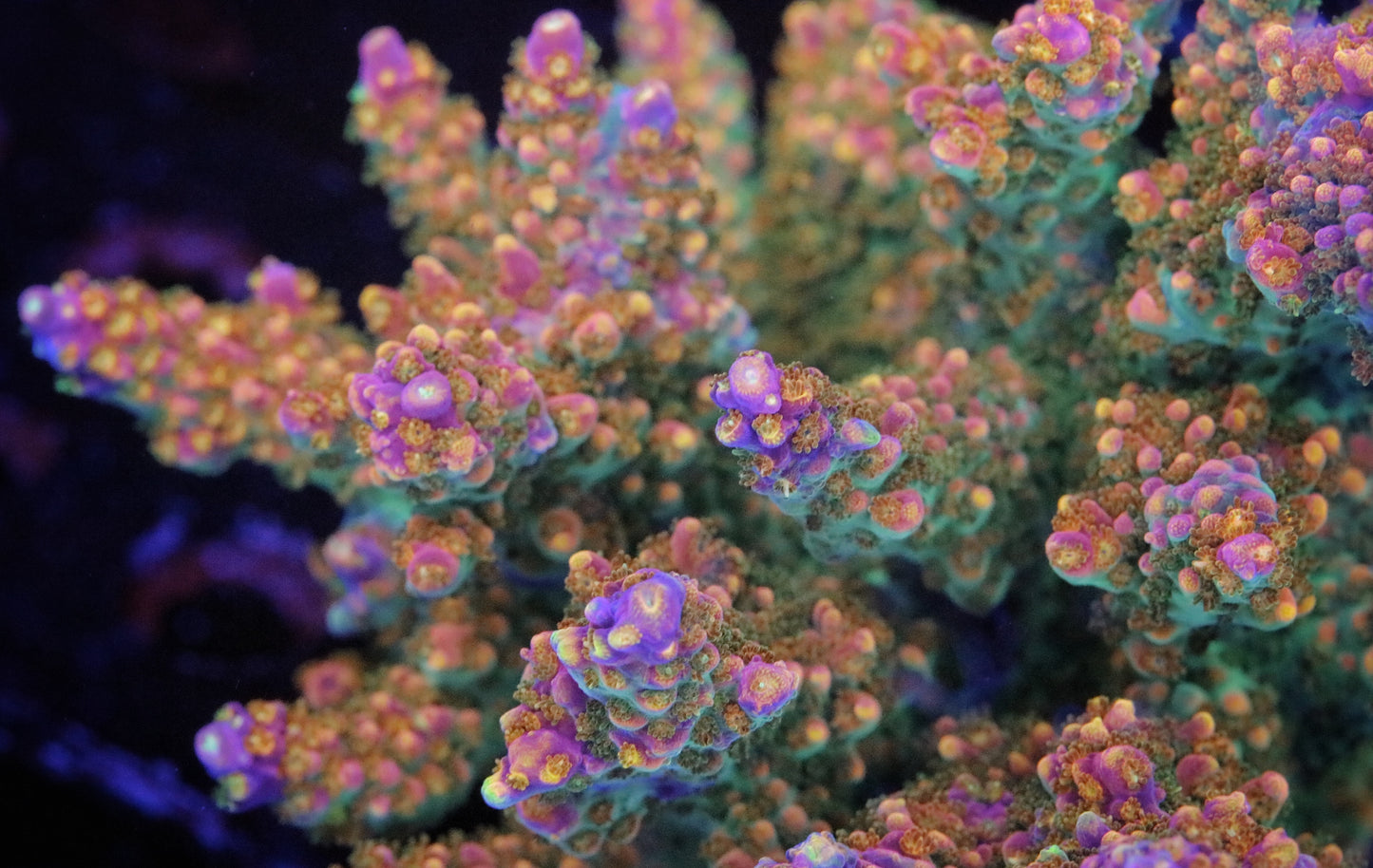 Pirates Reef Corals Fruity Pebbles Acropora