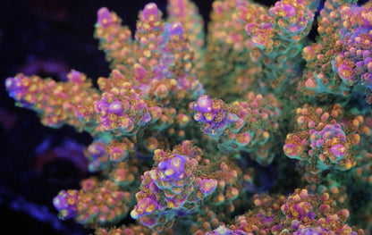Pirates Reef Corals Fruity Pebbles Acropora