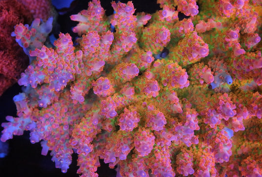 CB Birthday Cake Acropora