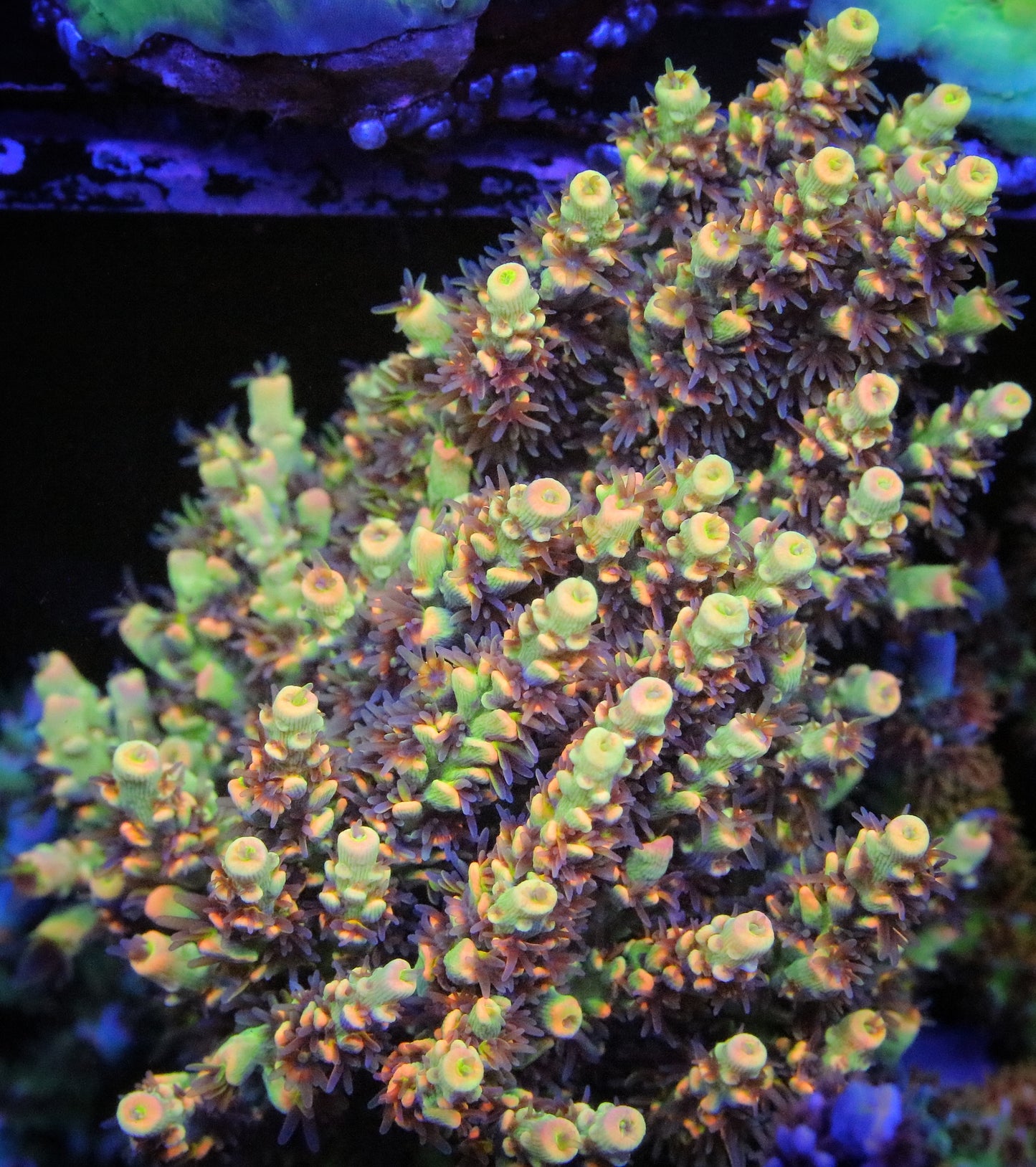 BK CHEM Fruitloops