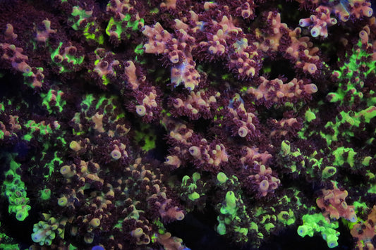 RRC Pink Cadillac Splice Acropora