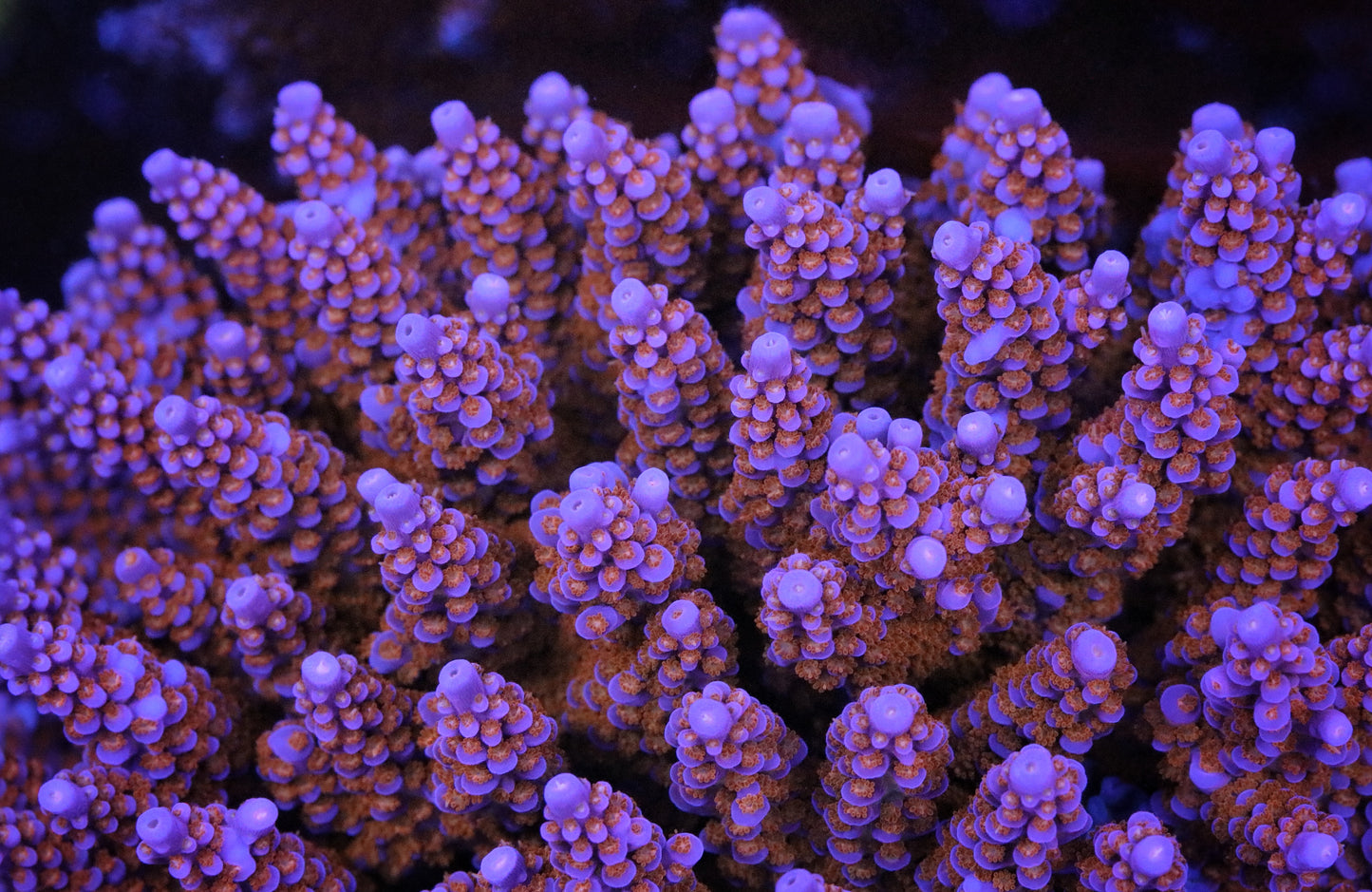 PRC Blue Dreams Acropora