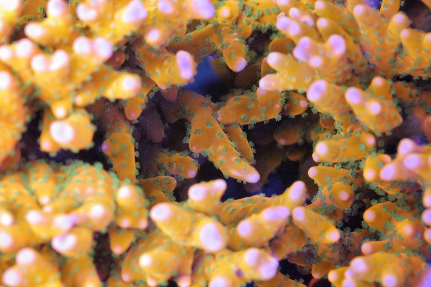RRC Tropicana Anacropora