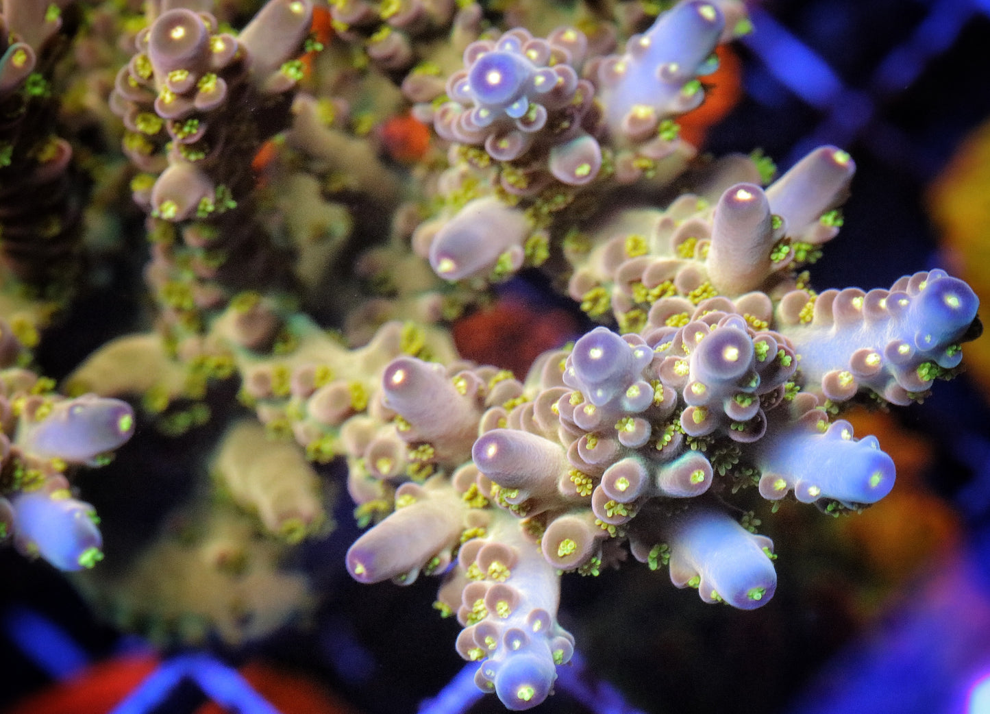 Carolina Coral Heads Icarus