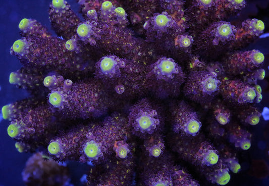 TSA Grimace Fiji Somoensis Acropora