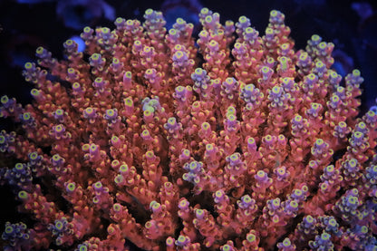 RMF Candyland Acropora