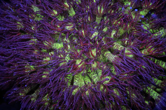 OG Glitter Bomb Goniopora