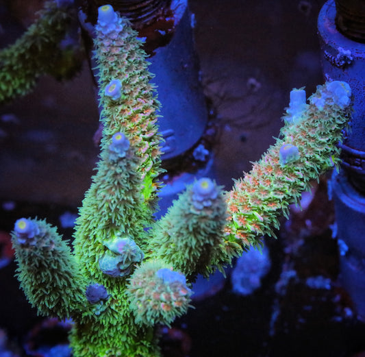 Vivids Badfish Tenuis