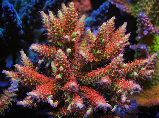 CB Atomic Fireball Acropora (Shortcake)