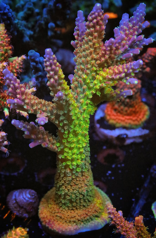 CC Grafted Banana Hammock Acropora