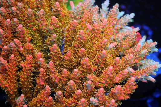 CB Tangerine Dream Acropora