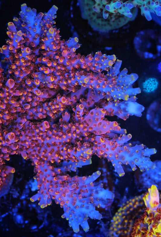 Pirates Reef Corals Starburst Acro