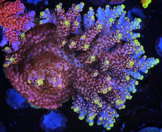 CB Rainbow Beastmode Acropora