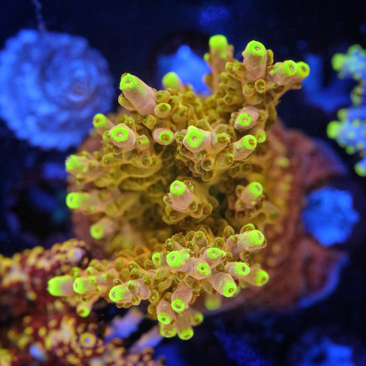 CB Golden Jawdropper Acropora