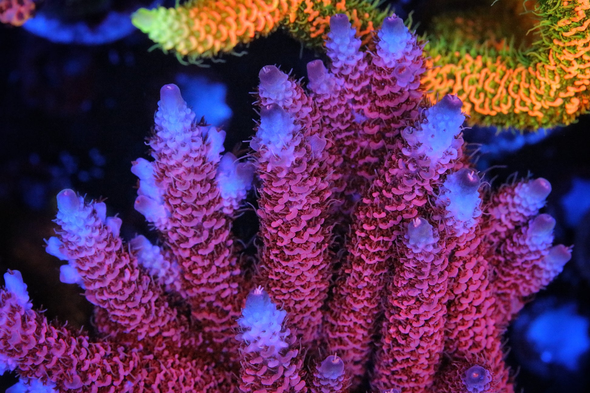 TGC Red Wing Millepora – Pirates Reef Corals