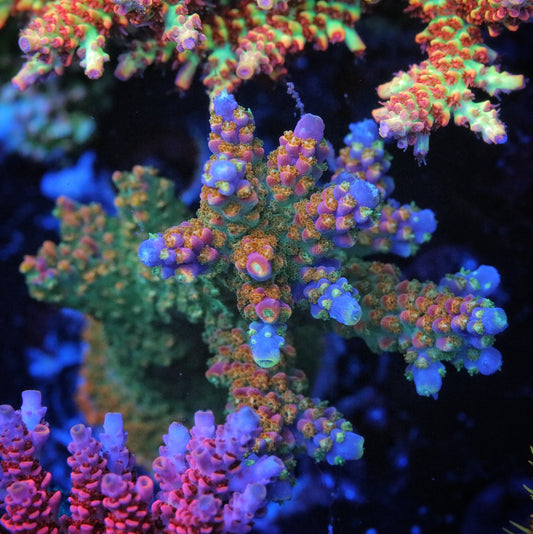 Pirates Reef Corals Fruity Pebbles Acro