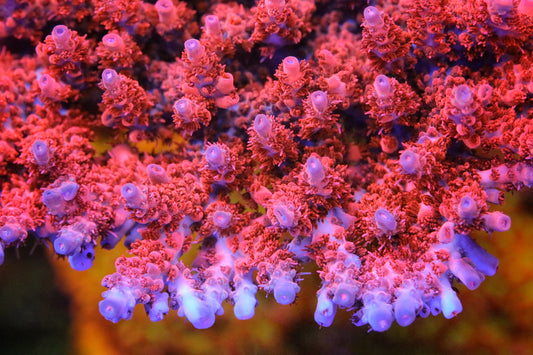 CB Maleficent Acropora