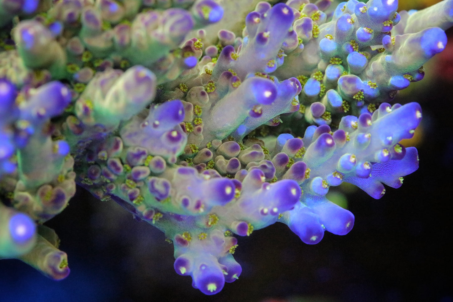 JF Fantasy Island Acropora