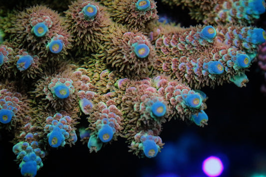 Pirates Reef Corals Sweetart Tenuis
